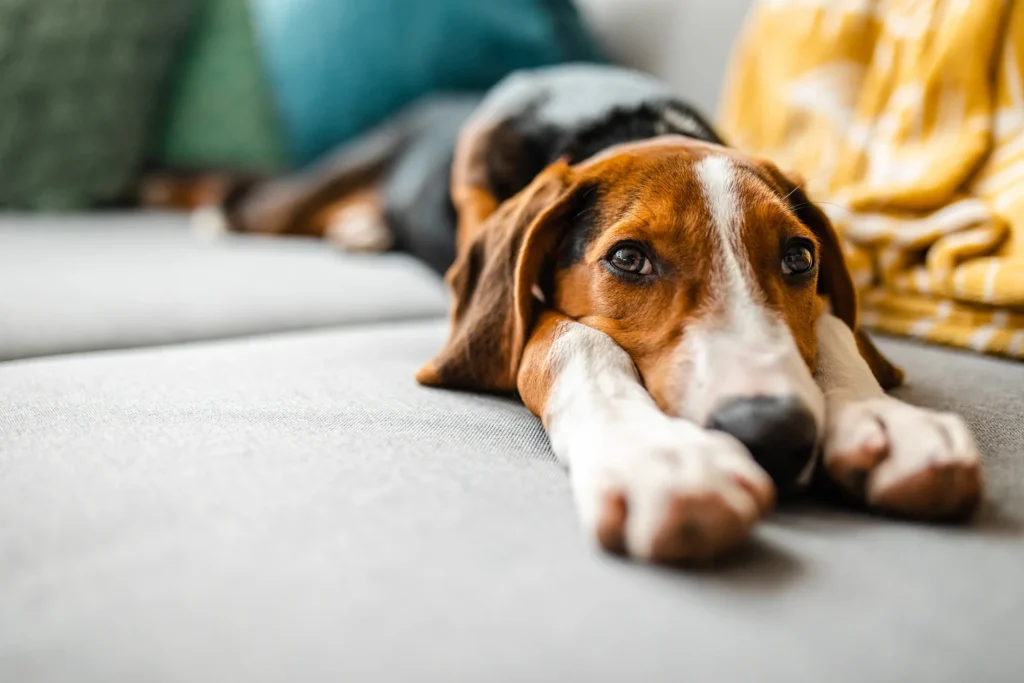 Beagle dog resting on a gray couch indoors