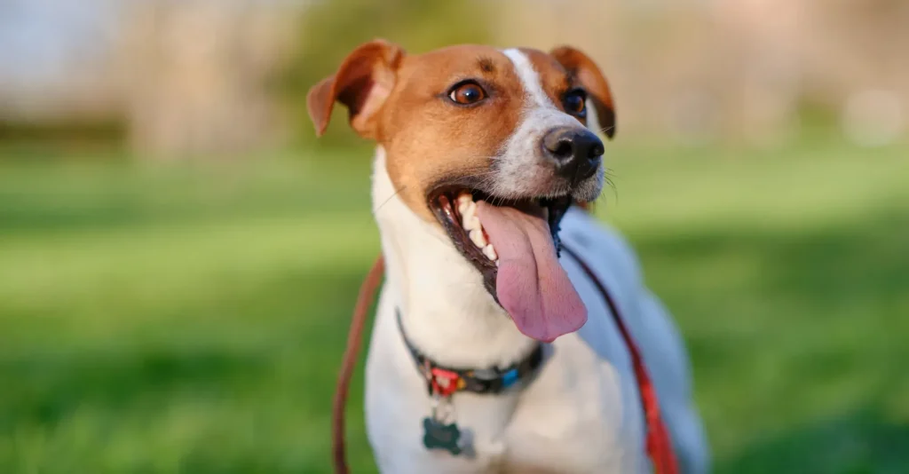 Happy Jack Russell Terrier on leash panting outdoors in park
